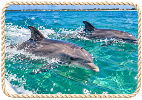 Dolphin Tour tour card artwork